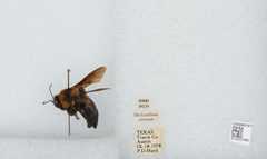Bombus (Fraternobombus) fraternus by the Smithsonian. Used under a CC0 license.