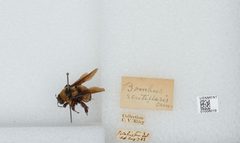 Bombus (Fraternobombus) fraternus by the Smithsonian. Used under a CC0 license.