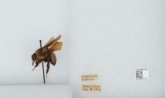 Bombus (Fraternobombus) fraternus by the Smithsonian. Used under a CC0 license.