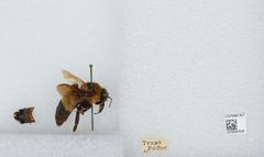 Bombus (Fraternobombus) fraternus by the Smithsonian. Used under a CC0 license.