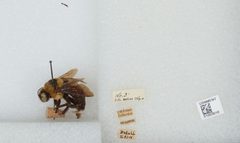 Bombus (Fraternobombus) fraternus by the Smithsonian. Used under a CC0 license.