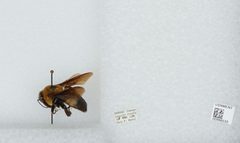 Bombus (Fraternobombus) fraternus by the Smithsonian. Used under a CC0 license.