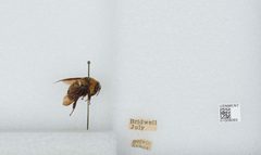 Bombus (Fraternobombus) fraternus by the Smithsonian. Used under a CC0 license.