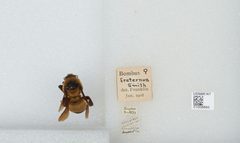 Bombus (Fraternobombus) fraternus by the Smithsonian. Used under a CC0 license.