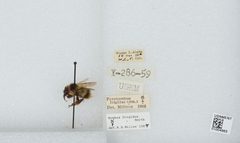 Bombus (Pyrobombus) frigidus by the Smithsonian. Used under a CC0 license.