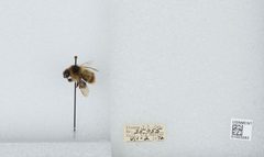 Bombus (Pyrobombus) frigidus by the Smithsonian. Used under a CC0 license.