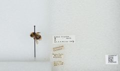 Bombus (Pyrobombus) frigidus by the Smithsonian. Used under a CC0 license.