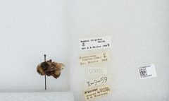 Bombus (Pyrobombus) frigidus by the Smithsonian. Used under a CC0 license.