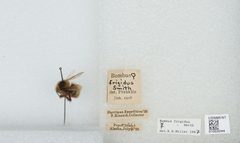 Bombus (Pyrobombus) frigidus by the Smithsonian. Used under a CC0 license.