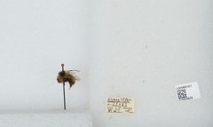 Bombus (Pyrobombus) frigidus by the Smithsonian. Used under a CC0 license.