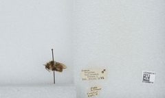Bombus (Pyrobombus) frigidus by the Smithsonian. Used under a CC0 license.