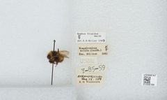 Bombus (Pyrobombus) frigidus by the Smithsonian. Used under a CC0 license.