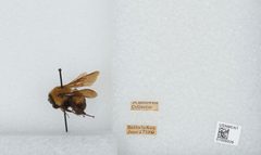 Bombus (Separatobombus) griseocollis by the Smithsonian. Used under a CC0 license.
