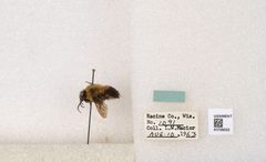 Bombus (Separatobombus) griseocollis by the Smithsonian. Used under a CC0 license.
