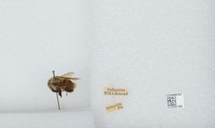 Bombus (Separatobombus) griseocollis by the Smithsonian. Used under a CC0 license.