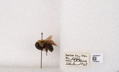 Bombus (Separatobombus) griseocollis by the Smithsonian. Used under a CC0 license.