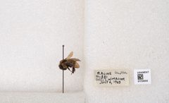 Bombus (Separatobombus) griseocollis by the Smithsonian. Used under a CC0 license.