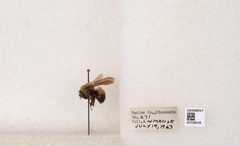 Bombus (Separatobombus) griseocollis by the Smithsonian. Used under a CC0 license.
