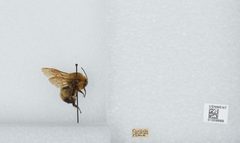 Bombus (Separatobombus) griseocollis by the Smithsonian. Used under a CC0 license.