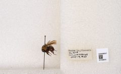 Bombus (Separatobombus) griseocollis by the Smithsonian. Used under a CC0 license.