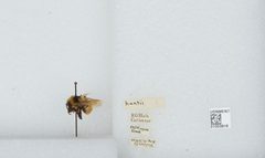 Bombus (Pyrobombus) huntii by the Smithsonian. Used under a CC0 license.