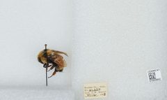 Bombus (Pyrobombus) huntii by the Smithsonian. Used under a CC0 license.