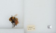 Bombus (Pyrobombus) huntii by the Smithsonian. Used under a CC0 license.