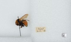 Bombus (Pyrobombus) huntii by the Smithsonian. Used under a CC0 license.