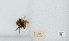 Bombus (Pyrobombus) huntii by the Smithsonian. Used under a CC0 license.