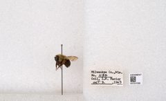 Bombus impatiens by the Smithsonian. Used under a CC0 license.