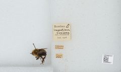 Bombus (Pyrobombus) impatiens by the Smithsonian. Used under a CC0 license.