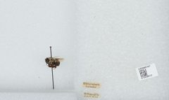 Bombus (Pyrobombus) impatiens by the Smithsonian. Used under a CC0 license.