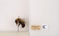 Bombus impatiens by the Smithsonian. Used under a CC0 license.