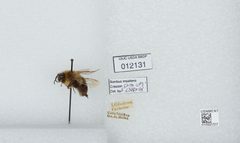Bombus (Pyrobombus) impatiens by the Smithsonian. Used under a CC0 license.