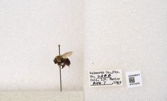Bombus impatiens by the Smithsonian. Used under a CC0 license.