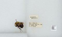 Bombus (Pyrobombus) impatiens by the Smithsonian. Used under a CC0 license.