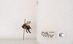 Bombus impatiens by the Smithsonian. Used under a CC0 license.