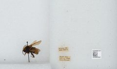 Bombus (Psithyrus) insularis by the Smithsonian. Used under a CC0 license.