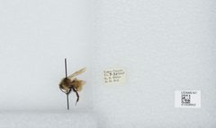 Bombus (Psithyrus) insularis by the Smithsonian. Used under a CC0 license.