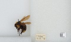 Bombus (Psithyrus) insularis by the Smithsonian. Used under a CC0 license.