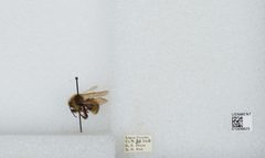 Bombus (Psithyrus) insularis by the Smithsonian. Used under a CC0 license.