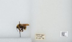 Bombus (Psithyrus) insularis by the Smithsonian. Used under a CC0 license.