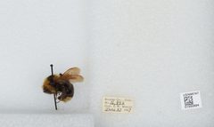 Bombus (Psithyrus) insularis by the Smithsonian. Used under a CC0 license.
