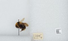 Bombus (Psithyrus) insularis by the Smithsonian. Used under a CC0 license.