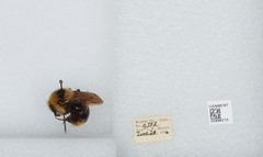 Bombus (Psithyrus) insularis by the Smithsonian. Used under a CC0 license.