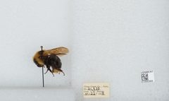 Bombus (Psithyrus) insularis by the Smithsonian. Used under a CC0 license.