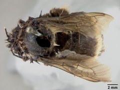 Bombus mckayi by the Smithsonian. Used under a CC0 license.
