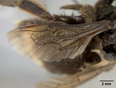 Bombus mckayi by the Smithsonian. Used under a CC0 license.