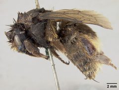 Bombus mckayi by the Smithsonian. Used under a CC0 license.