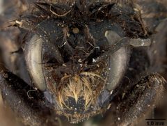 Bombus mckayi by the Smithsonian. Used under a CC0 license.